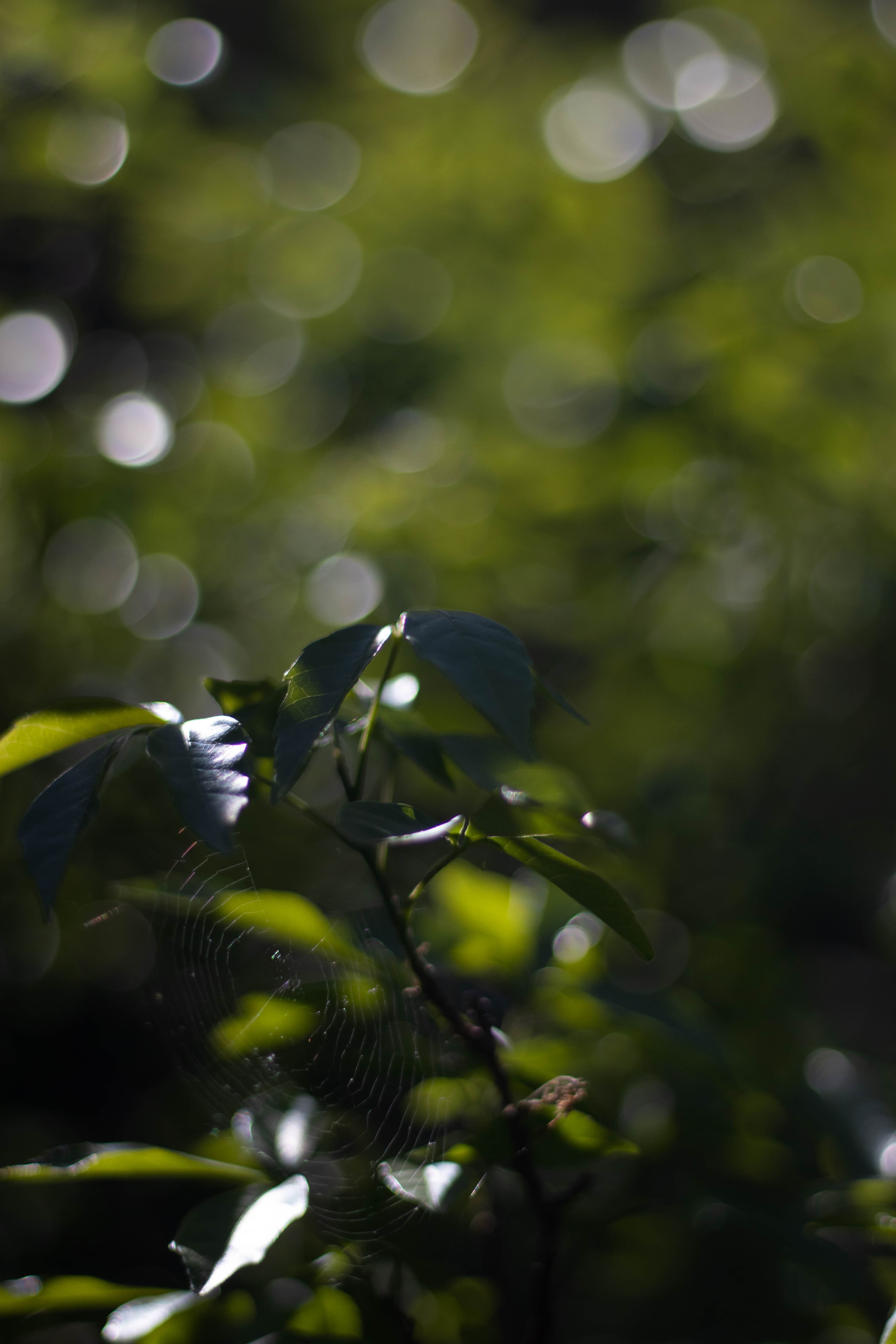 Aromas del monte: 5 plantas nativas que no sabías que eran tan fragantes